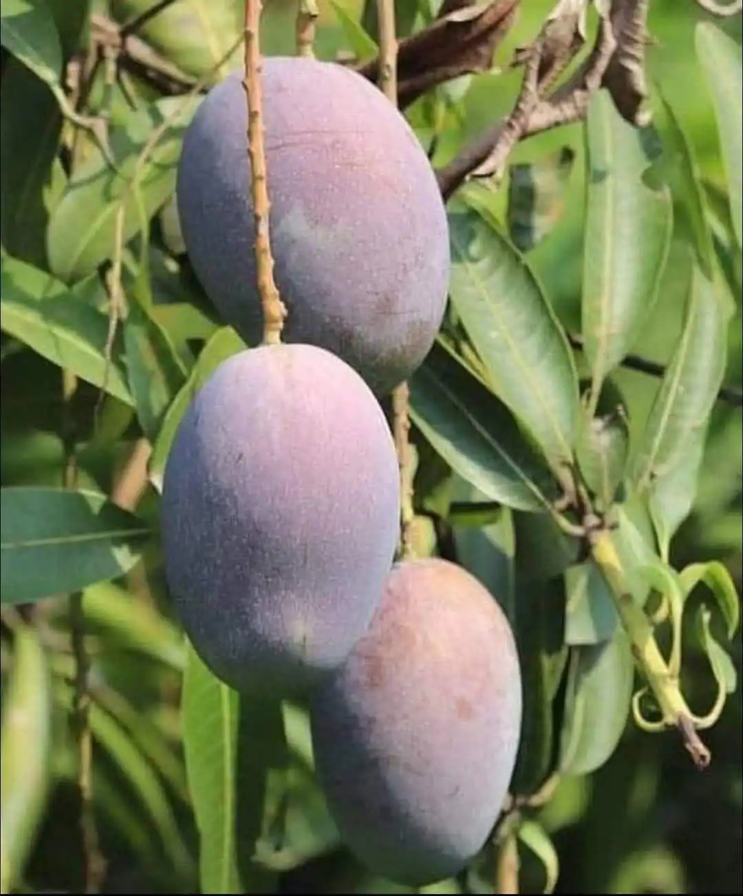 Lalima Mango (લાલિમા કેરી)